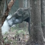 Filman a un elefante ‘fumando’ en un bosque