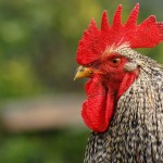 Logran cruzar células humanas con embriones de pollo y la quimera sobrevive