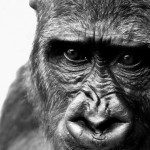 Descubren el secreto genético que nos hizo humanos