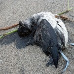 La misteriosa muerte de miles de aves en la costa Pacífica de EE.UU. anuncia un cataclismo