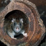Detectan por primera vez en un ser humano un virus propio de las ratas