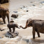 Evolución forzada: Los elefantes africanos nacen sin colmillos por culpa del tráfico de marfil
