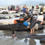 Sonares militares podrían ser la causa de varamientos masivos de ballenas