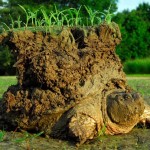 Esta curiosa imagen de una tortuga con un pequeño mundo encima es real y esta es su historia