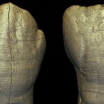 Encuentran sorprendentes similitudes con los humanos modernos en los dientes de un niño homínido