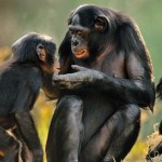 Implantan genes humanos en el cerebro a unos monos: estos fueron los cambios que sufrieron