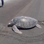 Una tortuga marina emerge del agua para desovar y encuentra la playa convertida en la pista de un aeropuerto