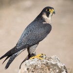 Un estudio biológico halla mercurio en halcones peregrinos, el ave más rápida del mundo