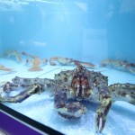El cambio climático podría provocar ceguera a ciertos animales marinos