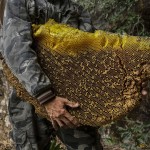 Así es el peligroso trabajo de los recolectores de miel de abeja gigante en las montañas chinas de Yunnan