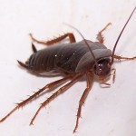Estudio advierte que las cucarachas se están volviendo “imposibles de matar” con insecticidas