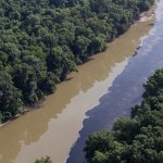 Mueren ahogados en whisky miles de peces en aguas del río Kentucky