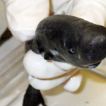 Identifican una nueva especie de tiburón de bolsillo que expulsa un líquido fluorescente