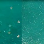 La mayor densidad de tortugas marinas jamás registrada