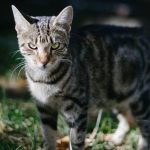 Investigadores ponen cámaras y GPS en los collares de gatos domésticos y descubren que son feroces asesinos