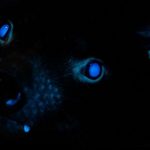 Documentan por primera vez la biofluorescencia en demonios de Tasmania