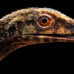 Científicos resuelven uno de los misterios más antiguos de la paleontología al aclarar el origen del pterosaurio