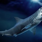 Descubren que el megalodón estaba más arriba en la cadena alimentaria que ningún otro depredador oceánico