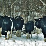 Las vacas abandonadas en la zona de exclusión de Chernóbil adoptan la organización y comportamiento de animales salvajes