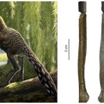 Identifican a un nuevo dinosaurio carnívoro que vivió en los Pirineos hace unos 66 millones de años