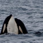 Estudio realizado con drones revela que las orcas también tienen ‘mejores amigas’