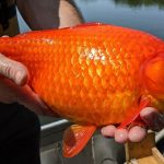 Peces dorados liberados en embalses de EE.UU. crecen hasta alcanzar el tamaño de pelotas de rugby y provocan alteraciones de los ecosistemas locales