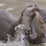 El concurso de las imágenes más cómicas de la vida silvestre del 2021 ya tiene su ganador
