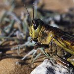 Enjambres de langostas del desierto invaden Etiopía y amenazan con agravar aun más la crisis alimentaria