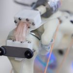 Cultivan con éxito tejidos humanos en esqueletos robóticos en movimiento