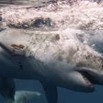 Descubren que el gran tiburón blanco pudo ser el responsable de la extinción del megalodón