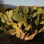Descubren que los cactus pueden servir como antenas de wifi de banda ancha