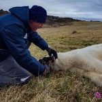 Veterinarios rusos salvan a la osa polar que tenía una lata atorada en la boca