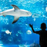 Prevén la posible extinción del 90 % de las especies marinas para finales del siglo XXI