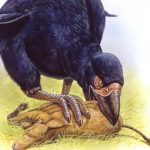 Revelan por qué se extinguieron los pájaros del trueno de Australia