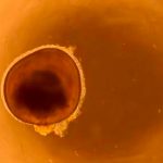 Crean miniojos en laboratorio que podrían ayudar a curar la ceguera