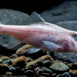 Descubren una nueva especie de ‘pez unicornio’ ciego en una cueva china