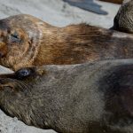 Chile confirma su primer caso de gripe aviar en un lobo marino