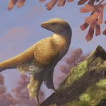 Hallan en China un extraño fósil con cráneo de dinosaurio y esqueleto de ave