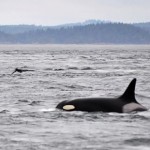 La mitad de las orcas del mundo desaparecerán por culpa de los humanos