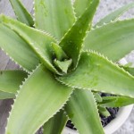¡Buena suerte! protege la casa de malas energías con la sábila