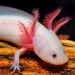 La salamandra que aporta claves para curar lesiones medulares
