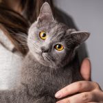 ¿Por qué ronronean los gatos? La ciencia ofrece varias explicaciones