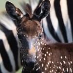 Encuentran a una singular cebra negra con lunares blancos en Kenia