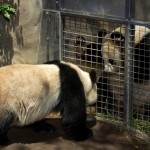 Zoo de EEUU devuelve a China pandas gigantes convertidos en sensación
