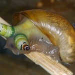 No es un caracol de bellos colores, es una verdadera historia de terror