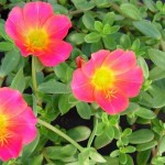 Acertijo – La planta que crece el doble cada día