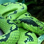 La paradoja de la serpiente