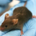 Científicos logran regenerar por completo un corazón tras un grave infarto