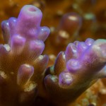 Encontrado el primer organismo que misteriosamente tiene clorofila, pero no hace fotosíntesis