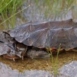 Reconocen nueva especie de tortuga matamata